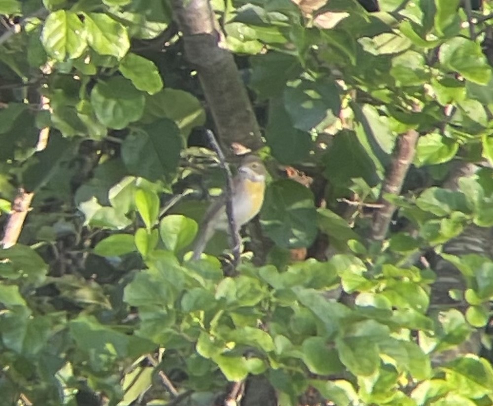 Dickcissel d'Amérique - ML608818272