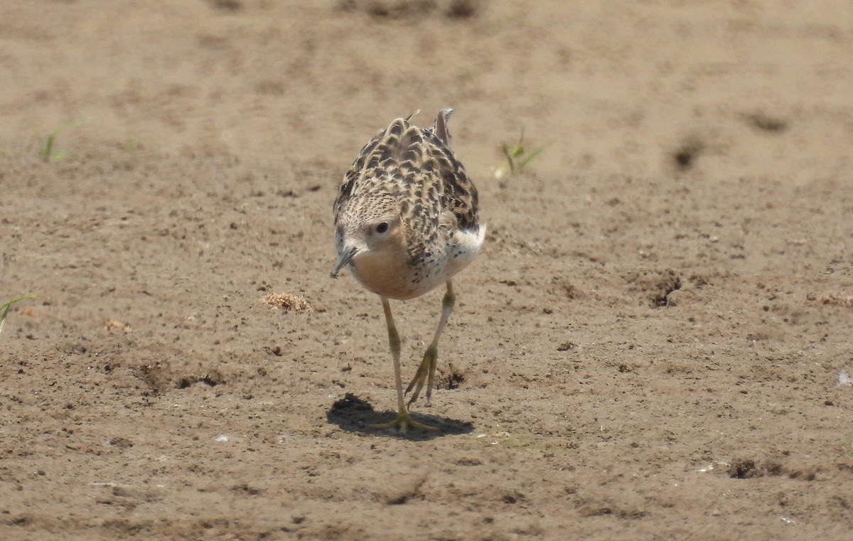 Buff-breasted Sandpiper - ML608818442