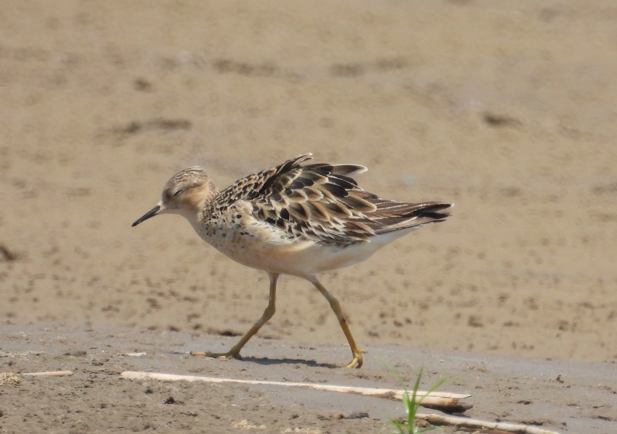 Buff-breasted Sandpiper - Fernando Angulo - CORBIDI