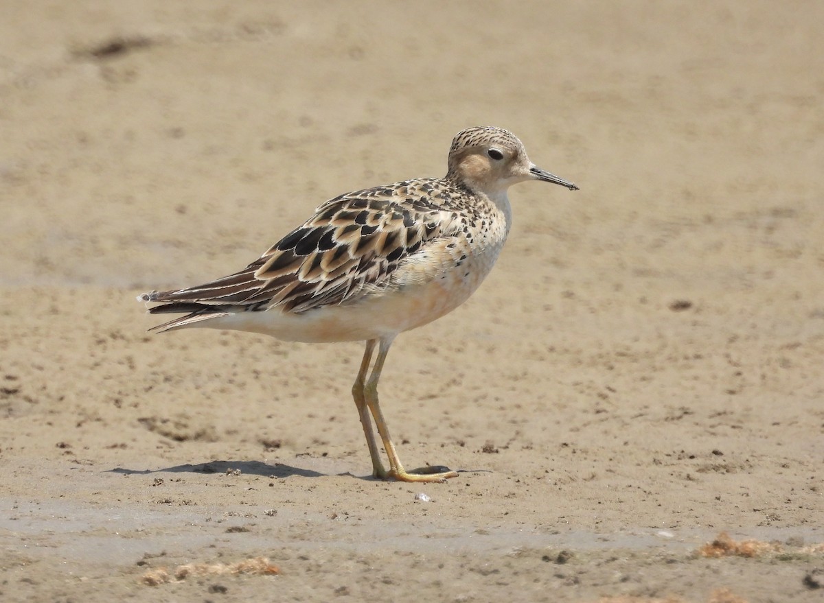 Buff-breasted Sandpiper - ML608818458