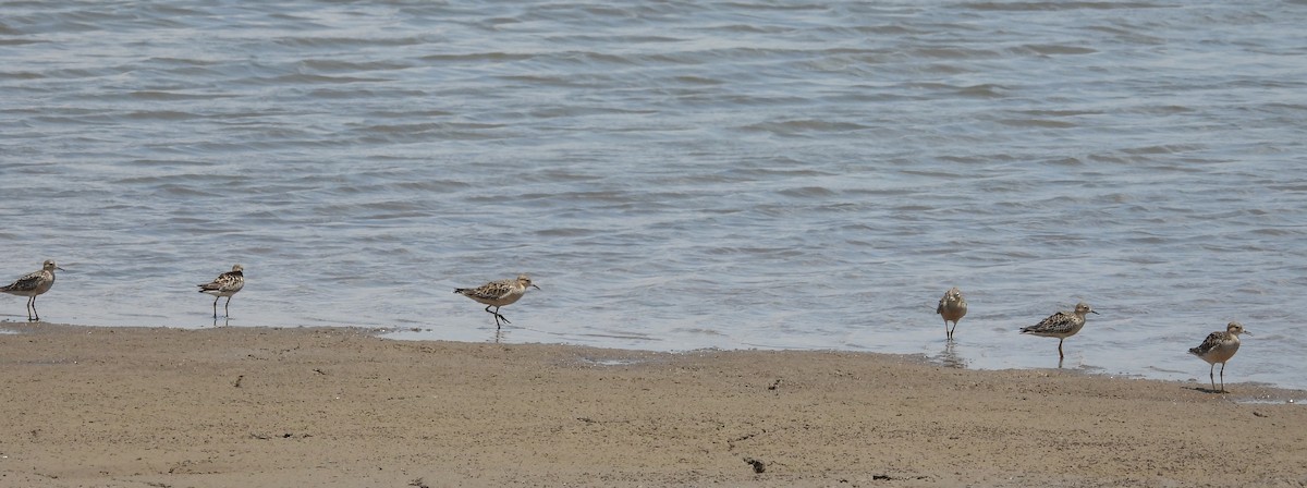 Buff-breasted Sandpiper - ML608818460