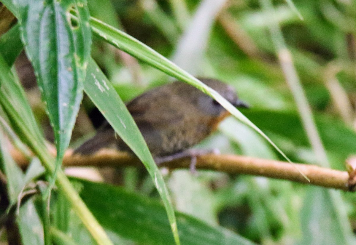 Rufous-throated Wren-Babbler - ML608818524