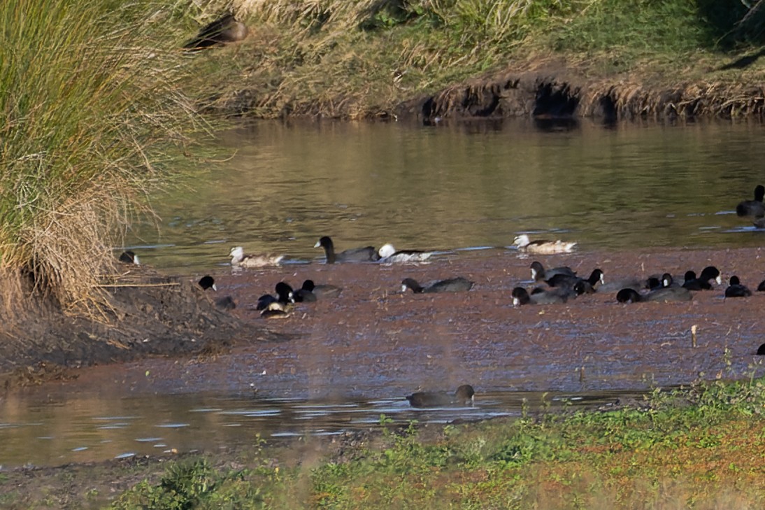 Cotton Pygmy-Goose - ML608818578