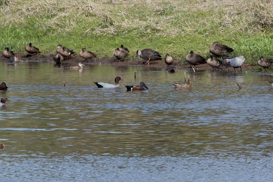 Australasian Shoveler - ML608818581