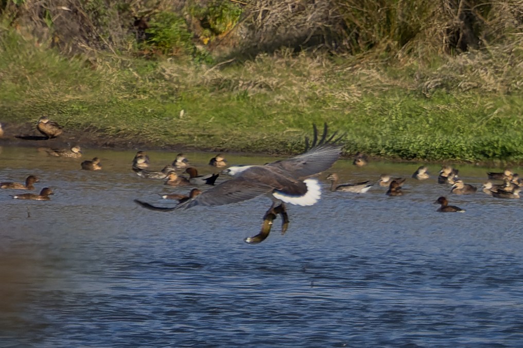 White-bellied Sea-Eagle - ML608818585