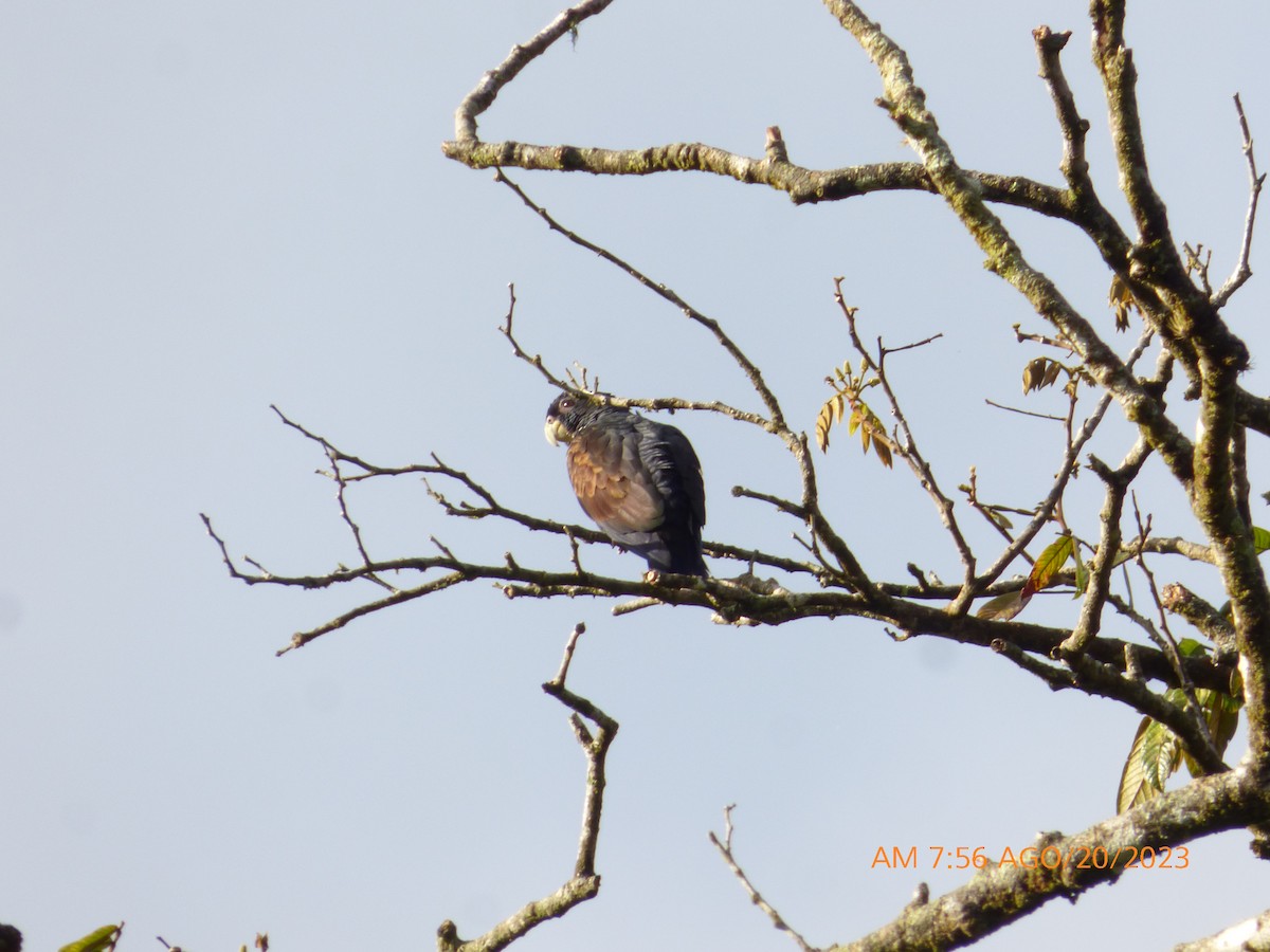 Bronze-winged Parrot - ML608818608