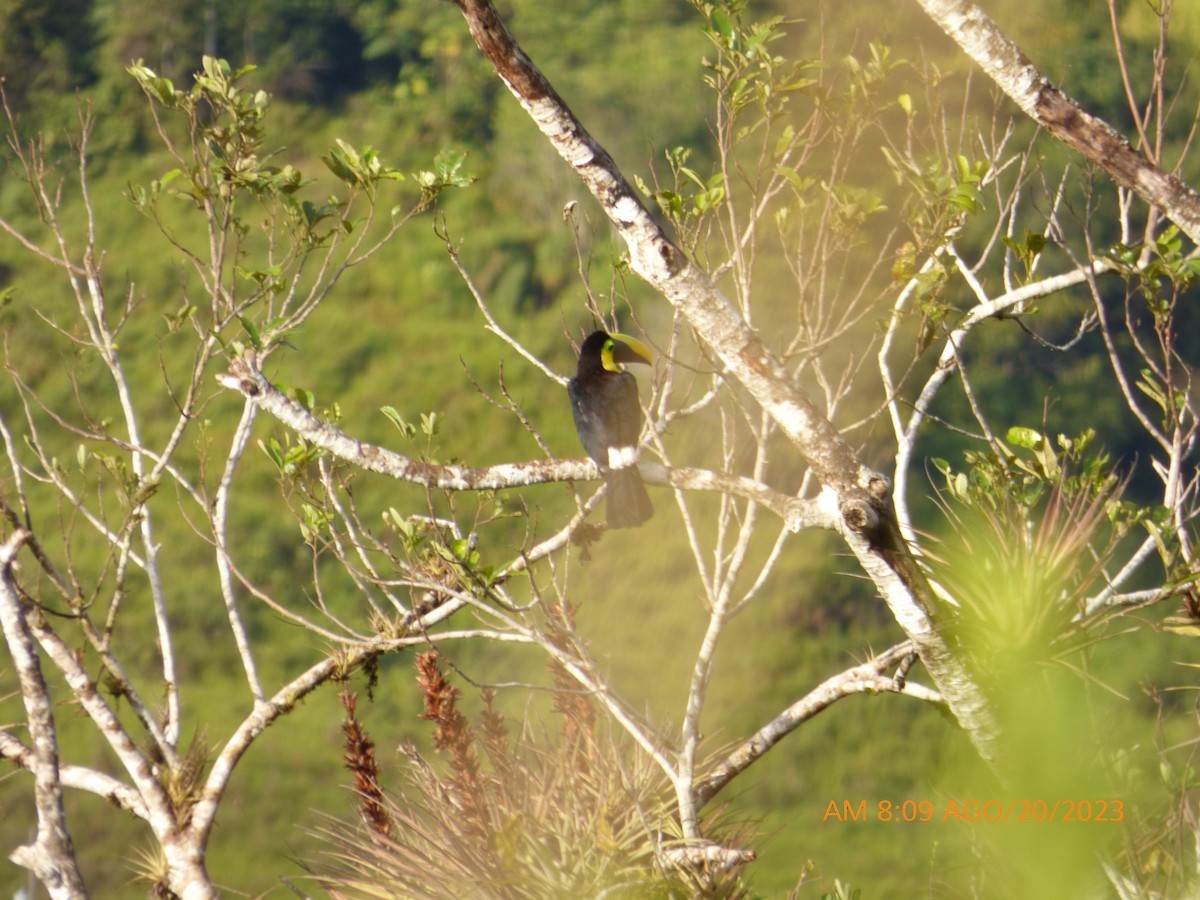 Yellow-throated Toucan - ML608818616