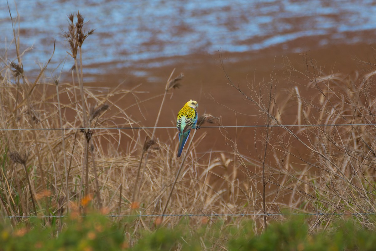 Pale-headed Rosella - ML608818629