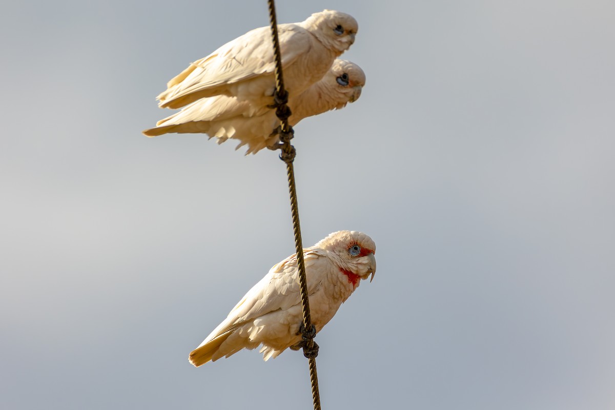 Long-billed Corella - ML608818633