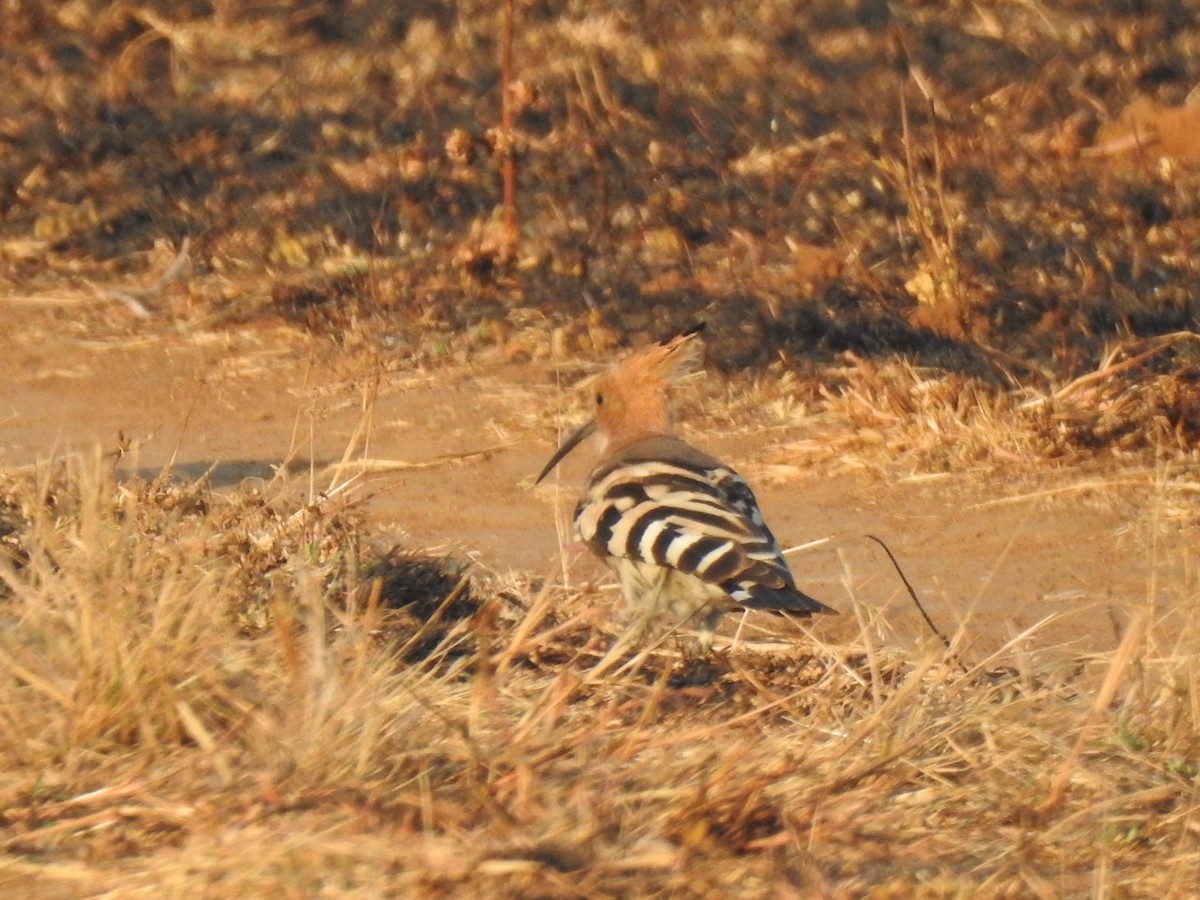 Eurasian Hoopoe - ML608818647