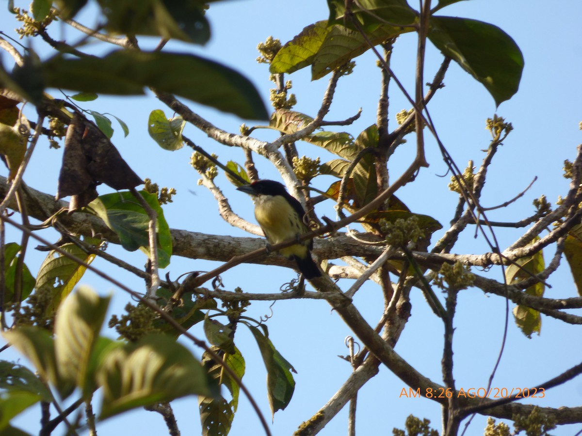 Orange-fronted Barbet - ML608818648