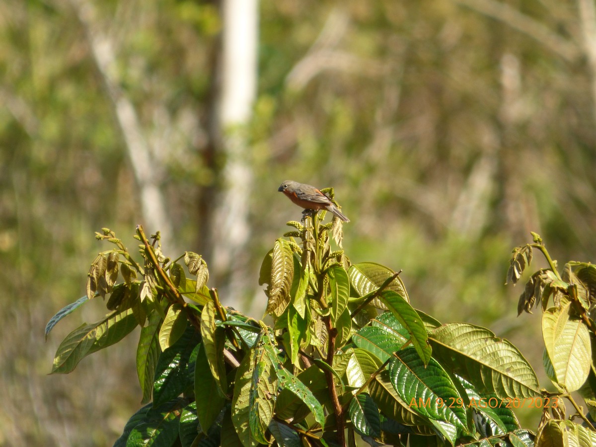 Ruddy-breasted Seedeater - ML608818677