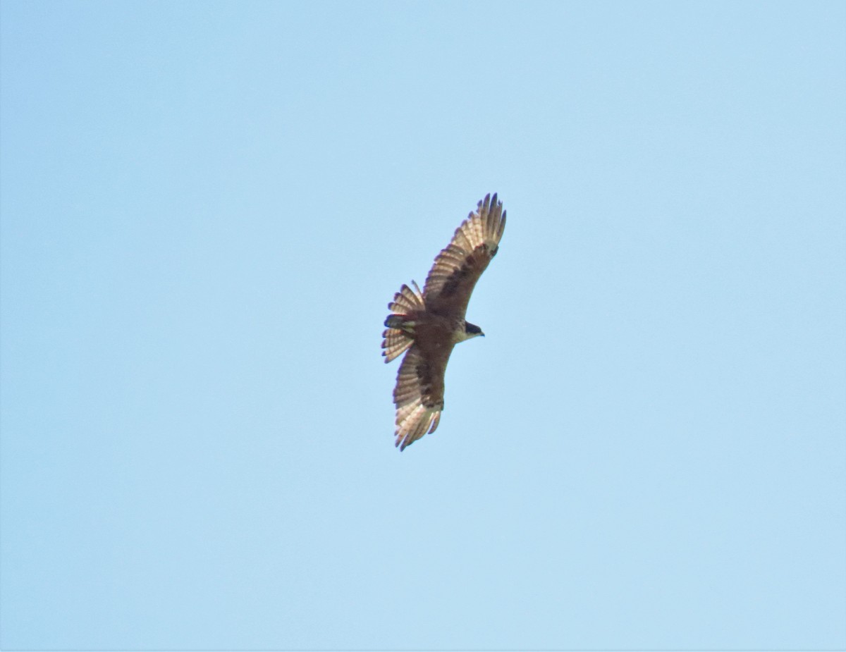 Rufous-bellied Eagle - Bosco Chan