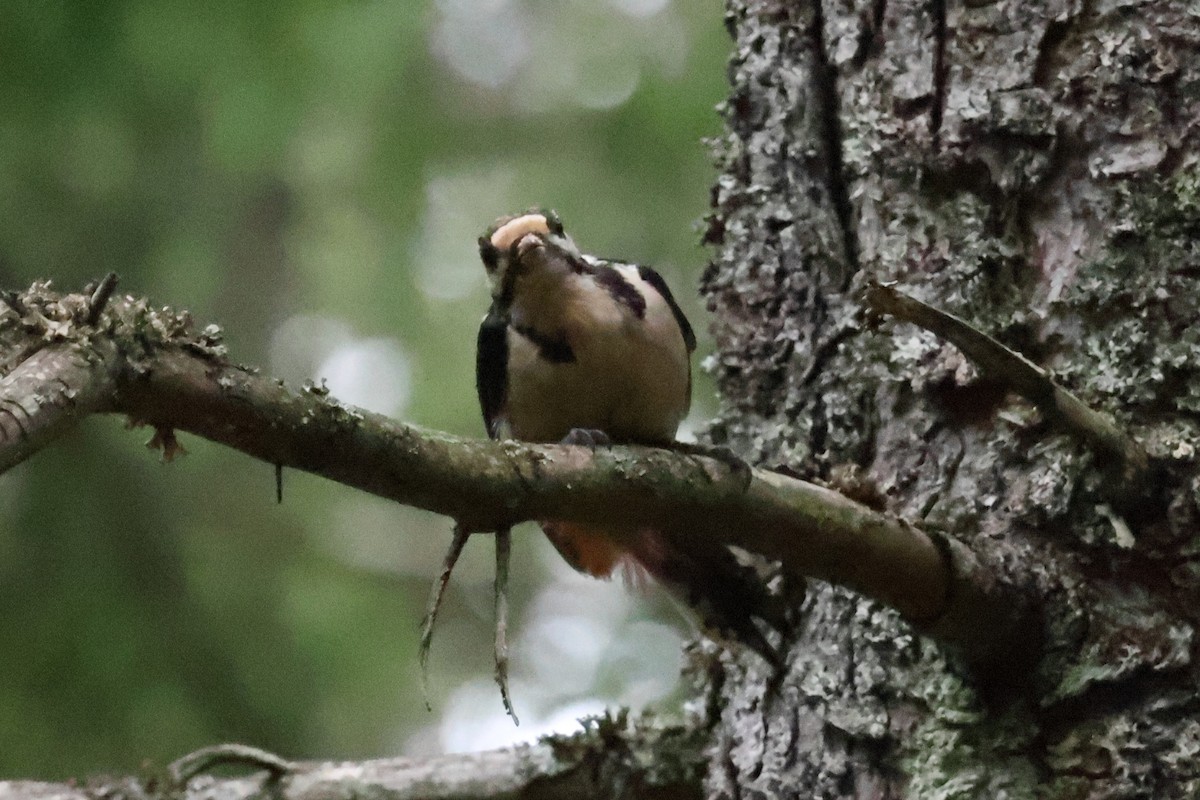 Great Spotted Woodpecker - ML608818769