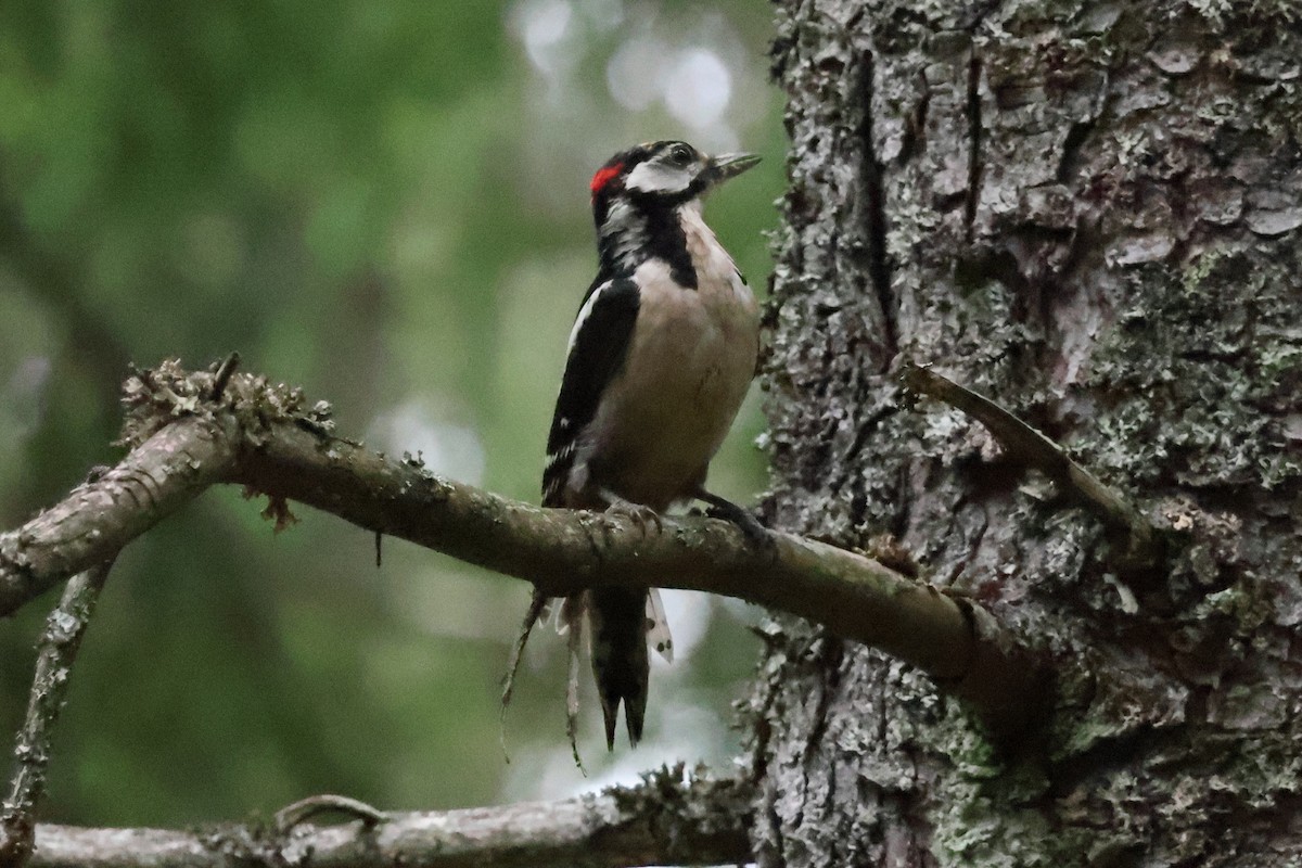 Great Spotted Woodpecker - ML608818771