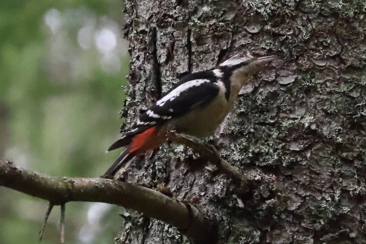 Great Spotted Woodpecker - ML608818772