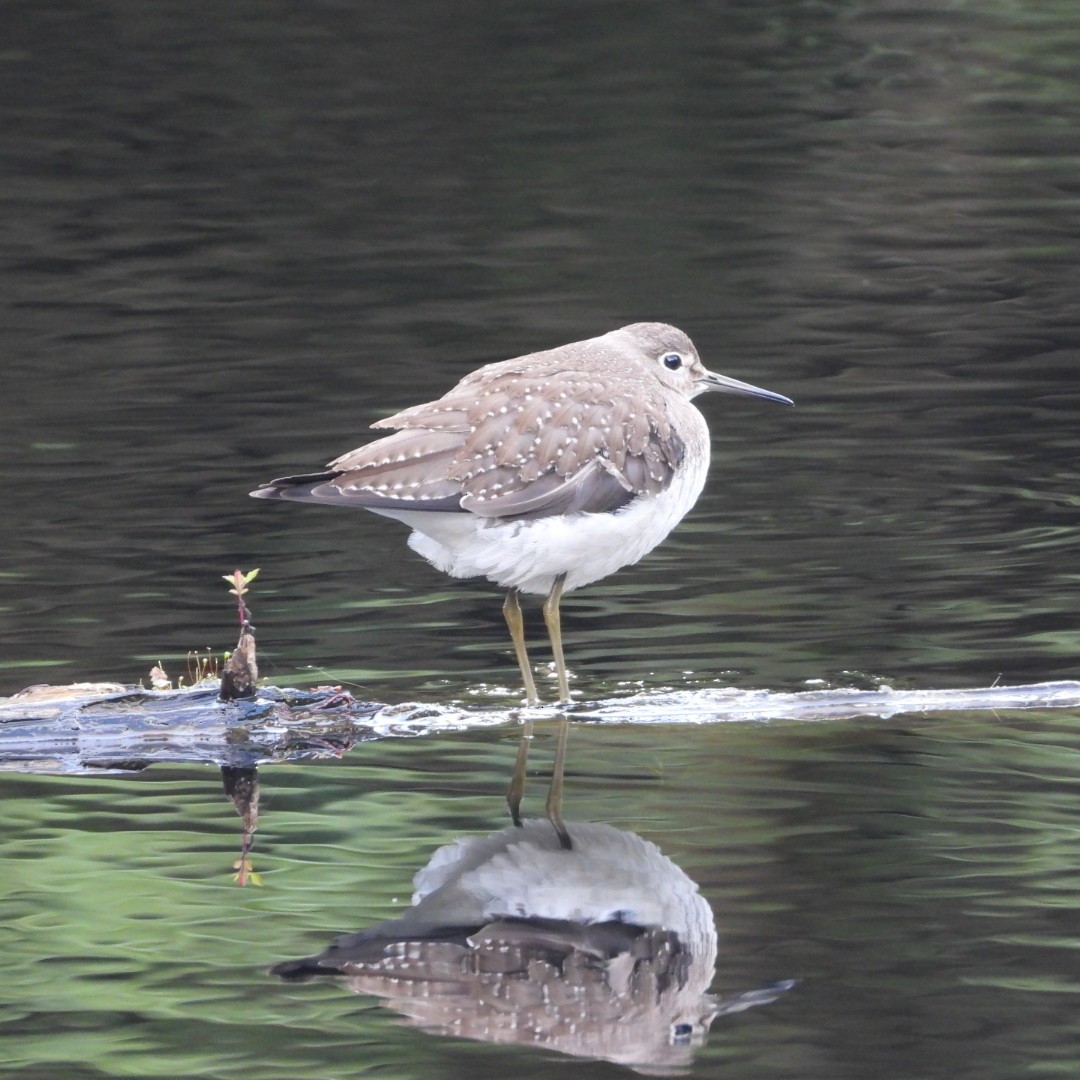 Solitary Sandpiper - ML608818778