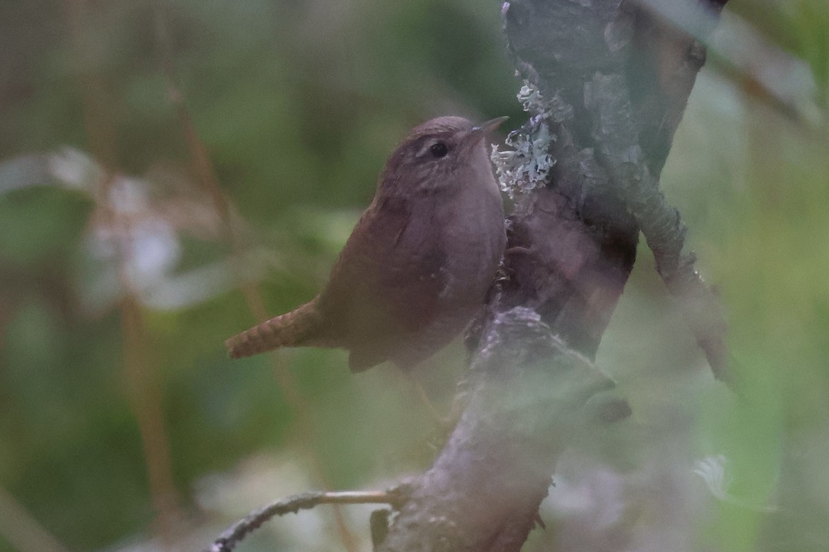 Eurasian Wren - ML608818790