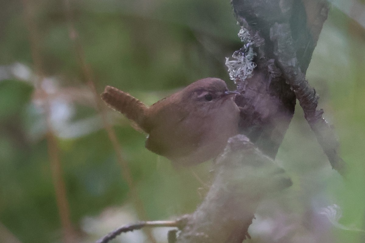 Eurasian Wren - ML608818791