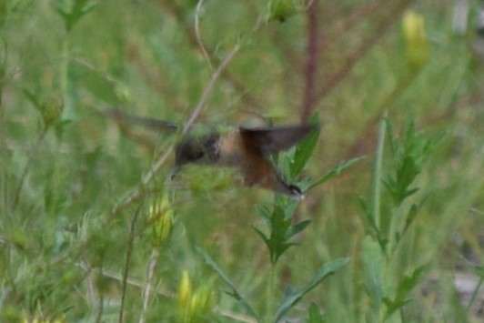 Broad-tailed Hummingbird - ML608818816