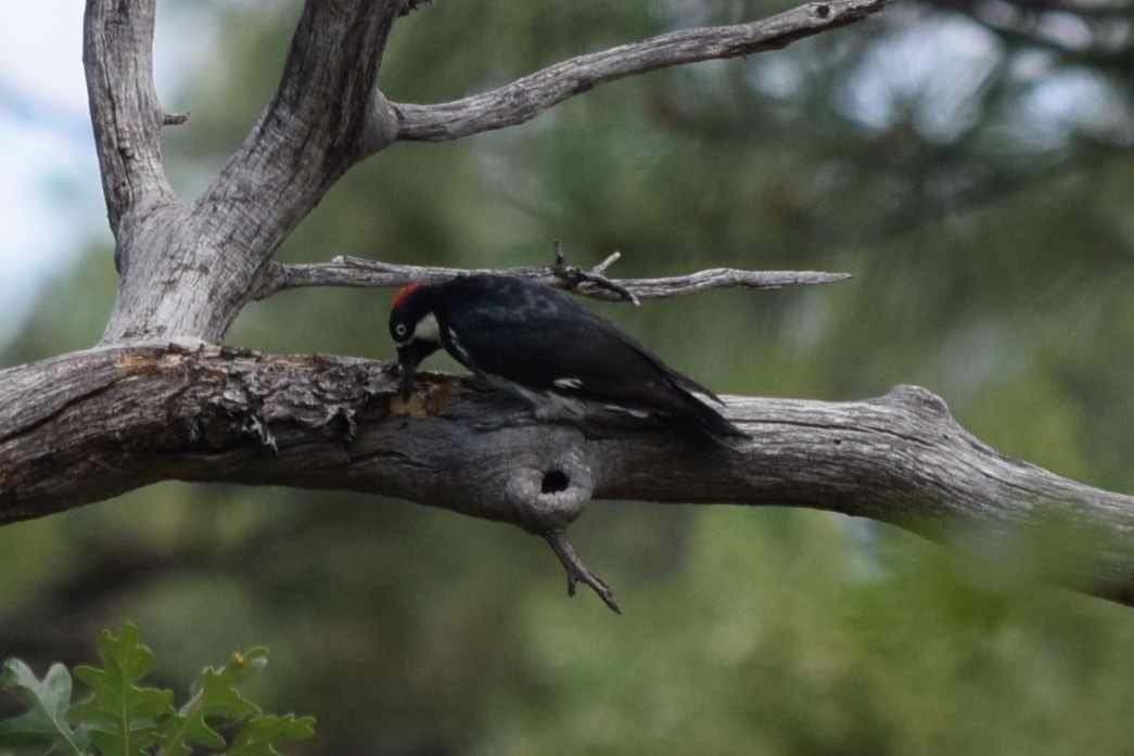 Acorn Woodpecker (Acorn) - ML608818819