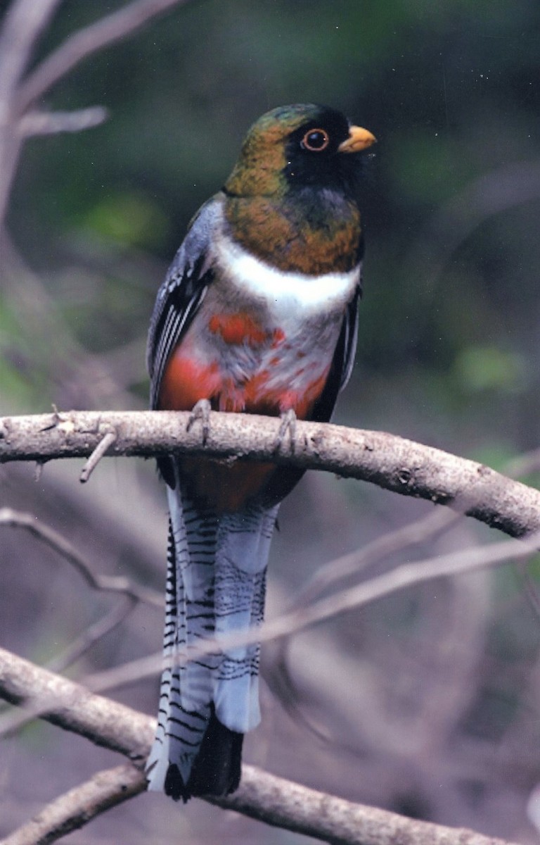 Elegant Trogon - ML608818838