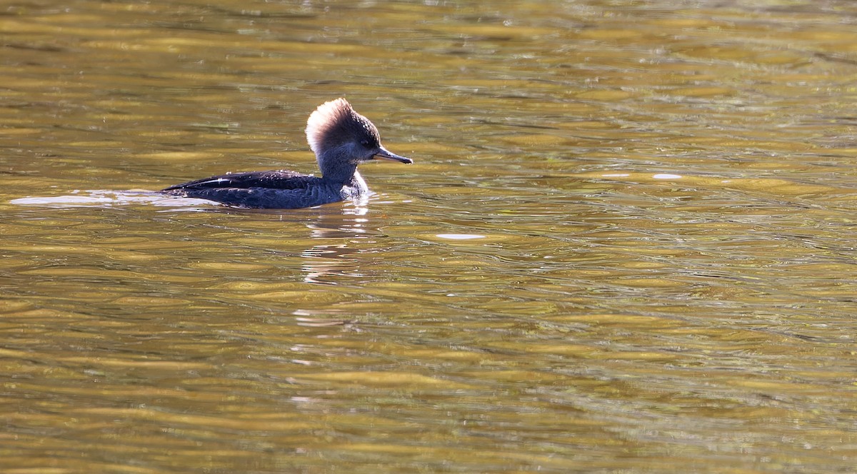 Hooded Merganser - ML608818988