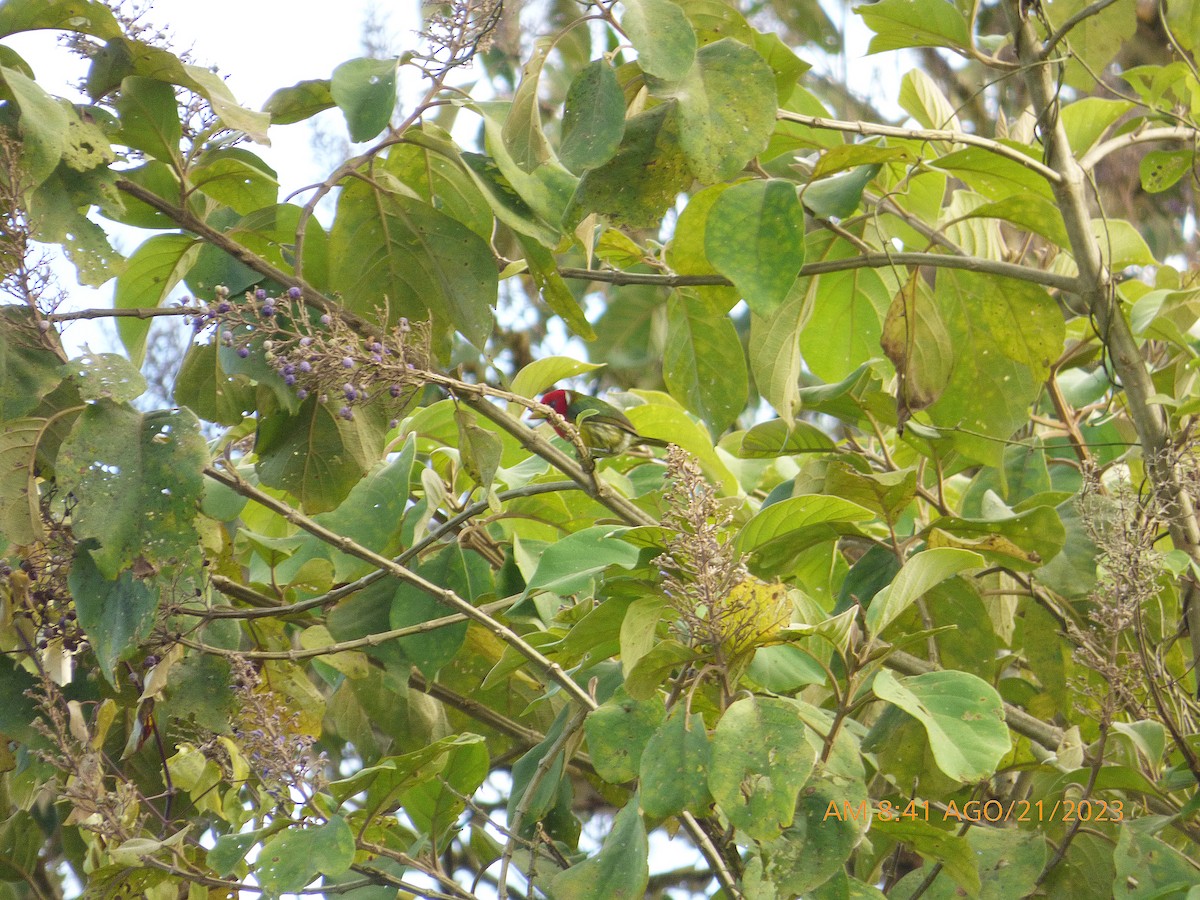 Kırmızı Başlı Barbet - ML608819090