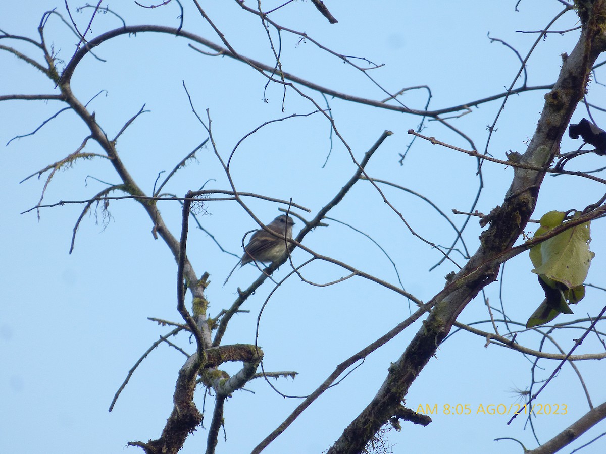 Mouse-gray Flycatcher - ML608819109