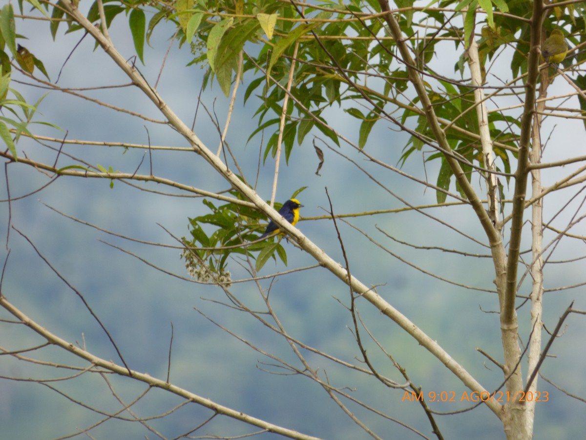 Thick-billed Euphonia - ML608819128