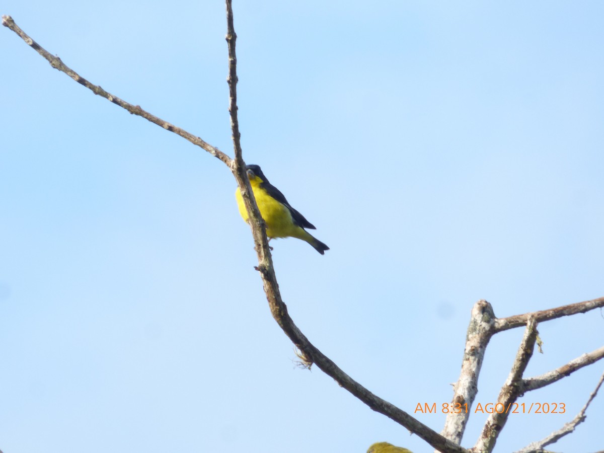 Lesser Goldfinch - ML608819137