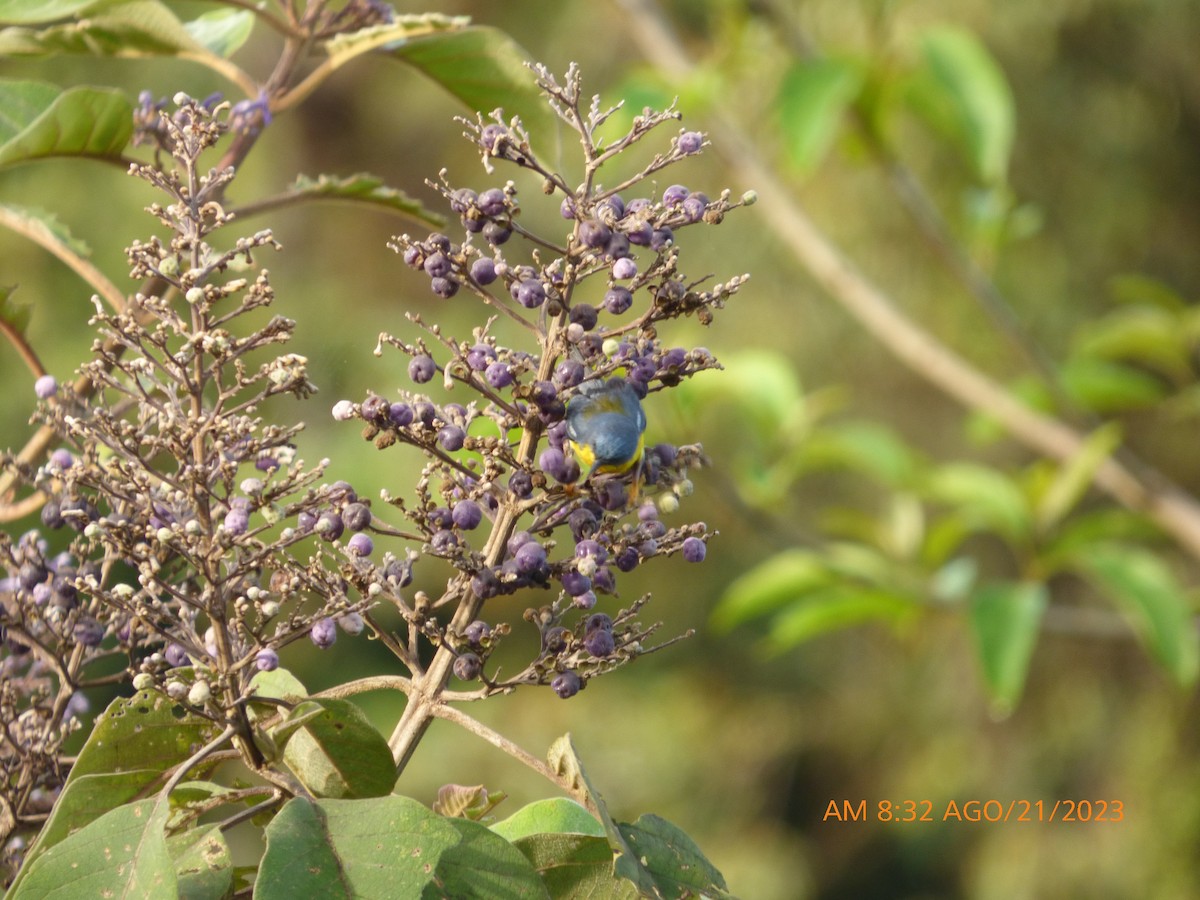 Tropical Parula - ML608819163