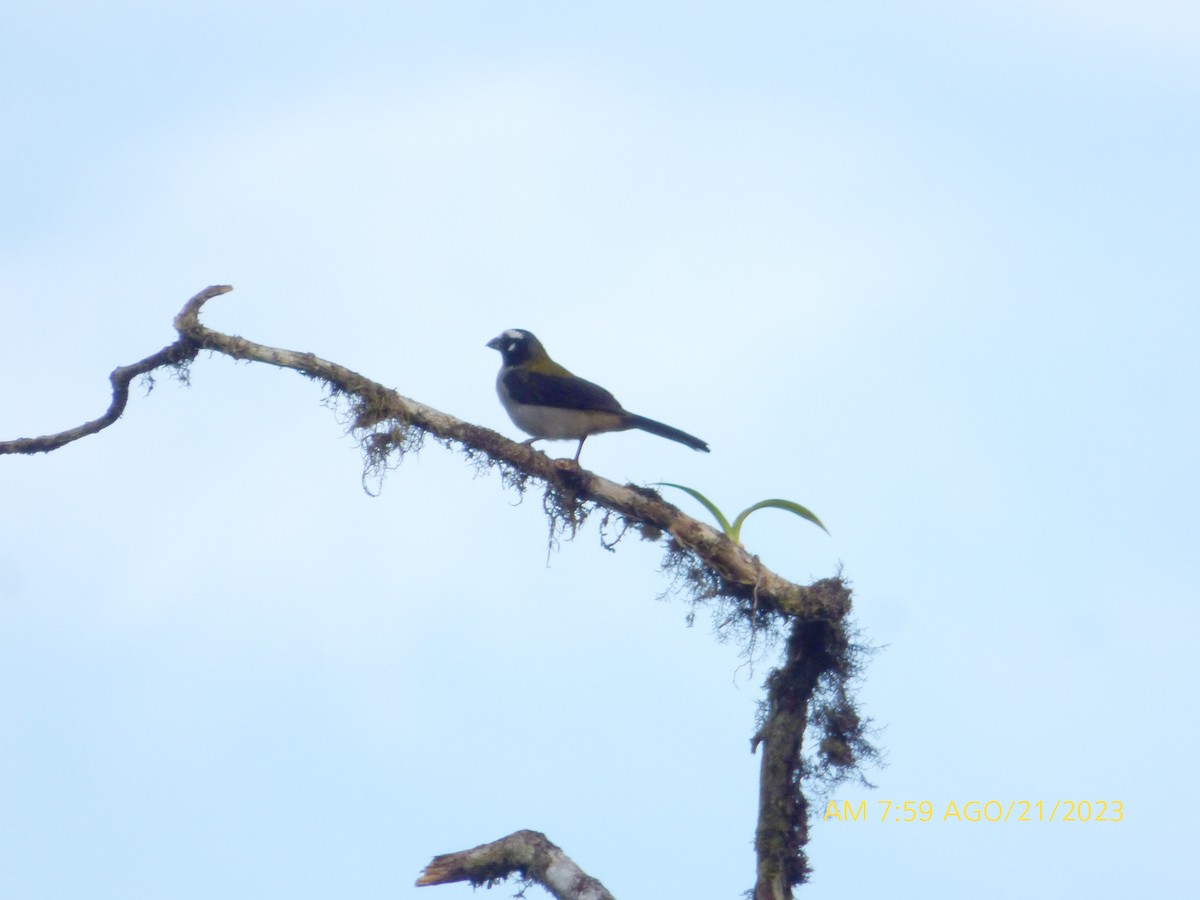 Black-winged Saltator - Xavier Iñiguez Vela