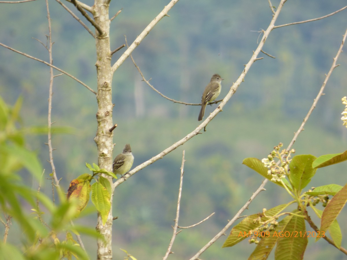 Yellow-bellied Elaenia - Xavier Iñiguez Vela