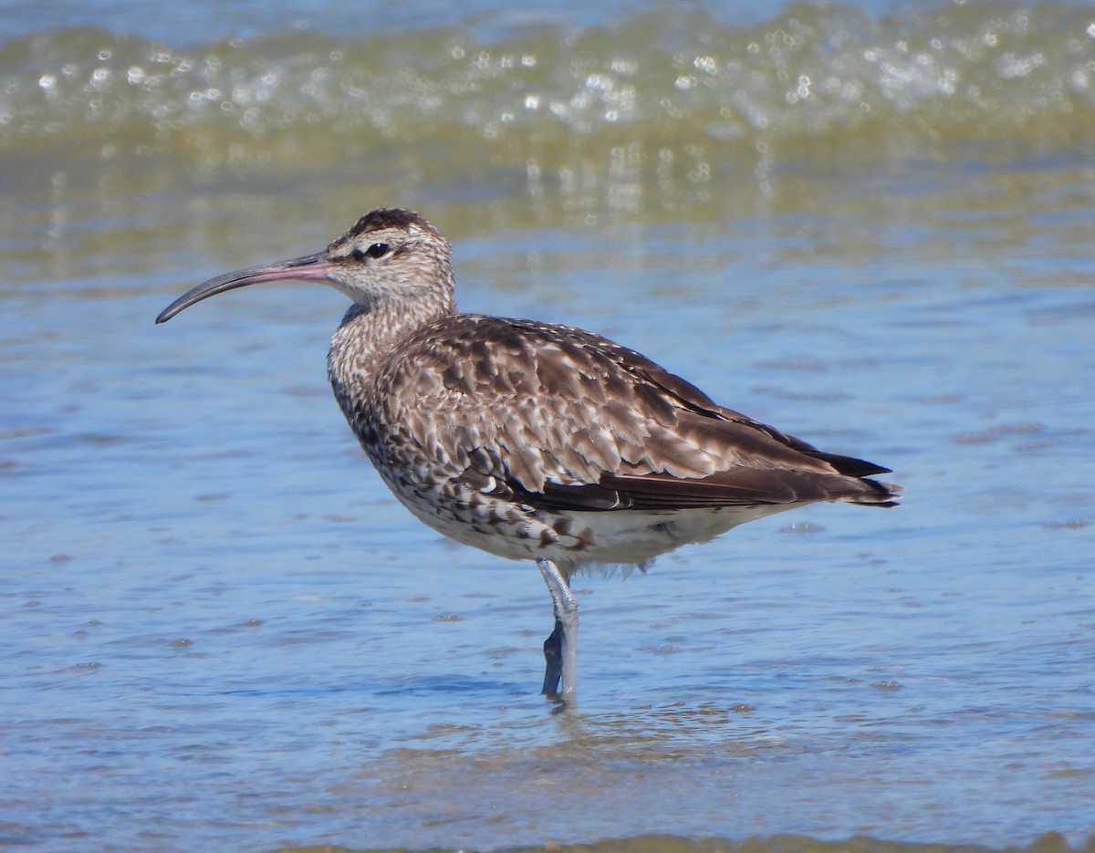 Eurasian Whimbrel - Ignacio Barrionuevo