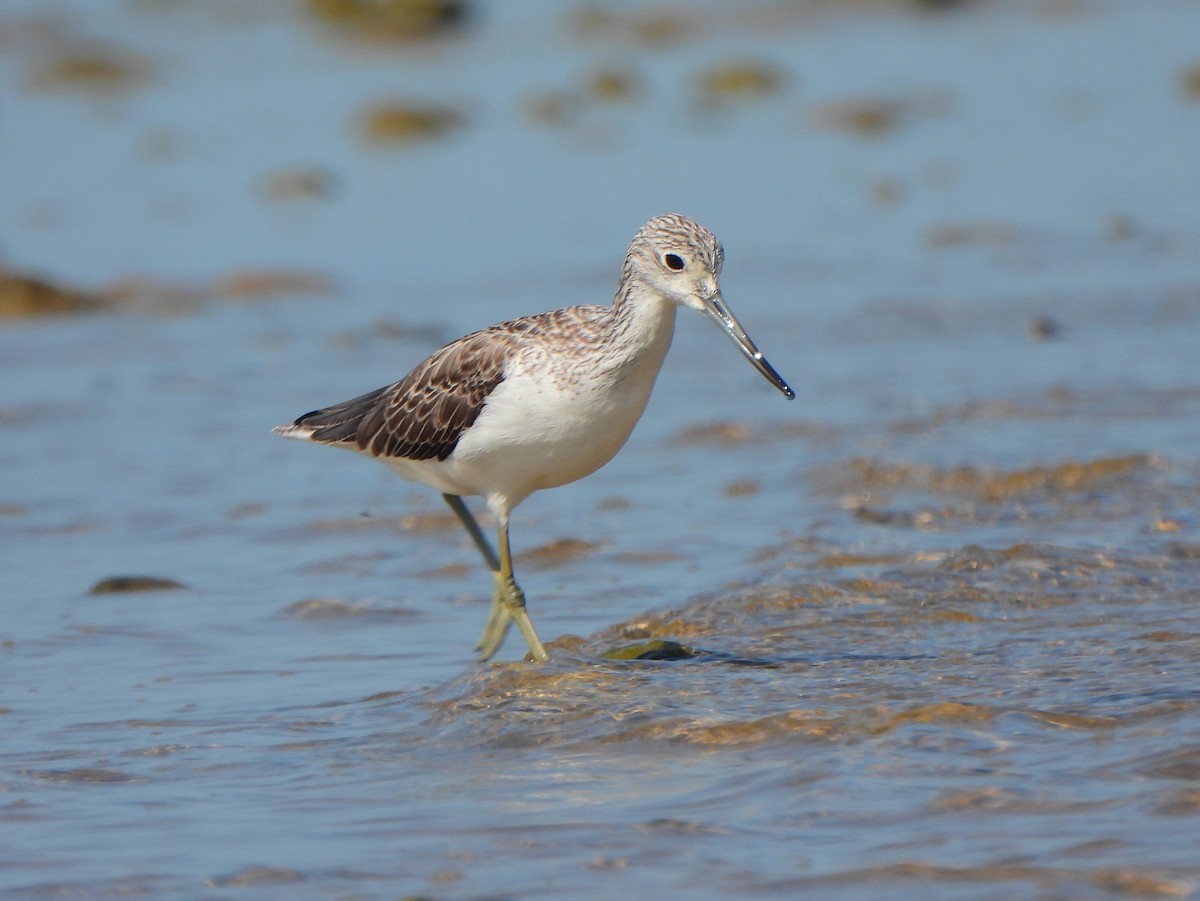 Common Greenshank - Ignacio Barrionuevo