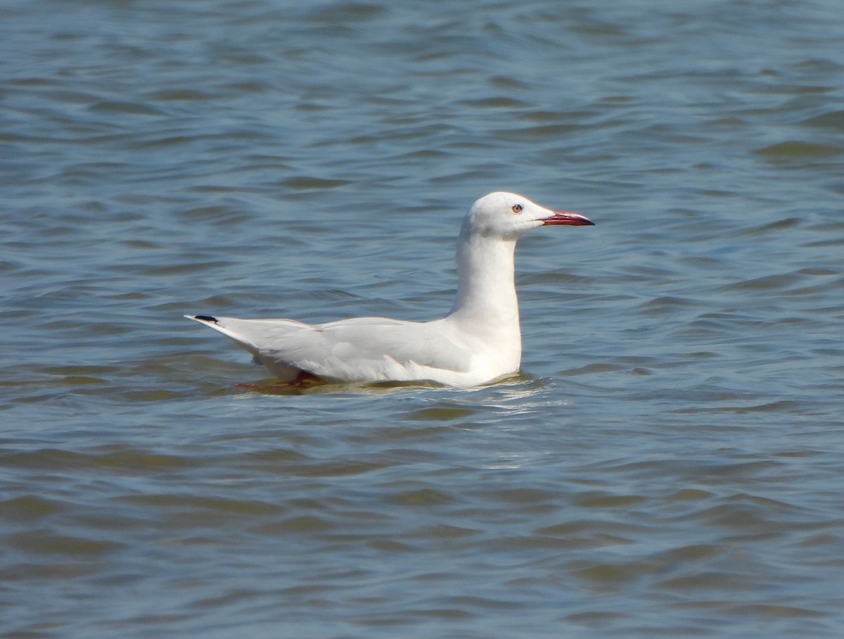 Slender-billed Gull - Ignacio Barrionuevo