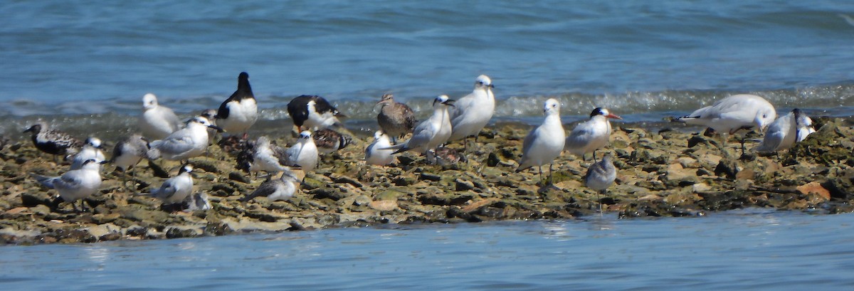 Elegant Tern - Ignacio Barrionuevo