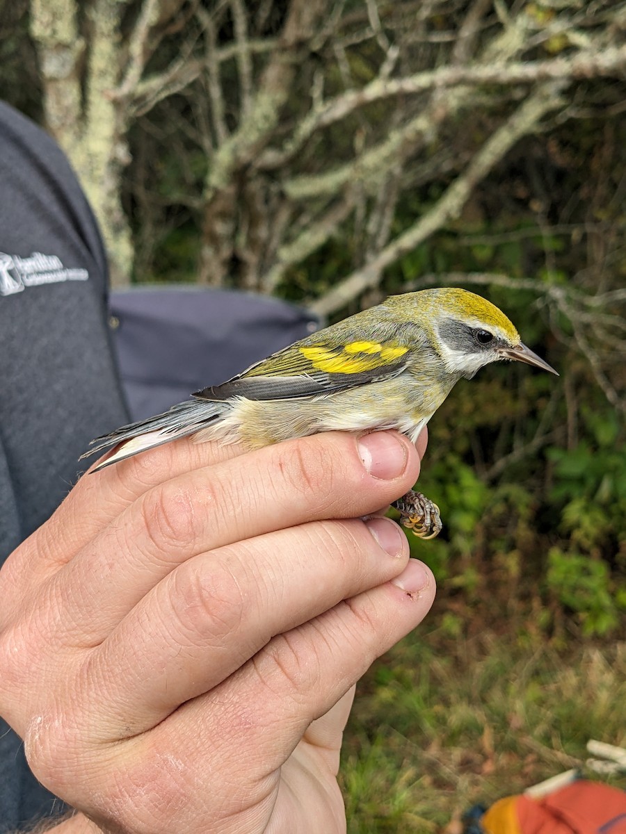 Golden-winged Warbler - Kayleigh Hall