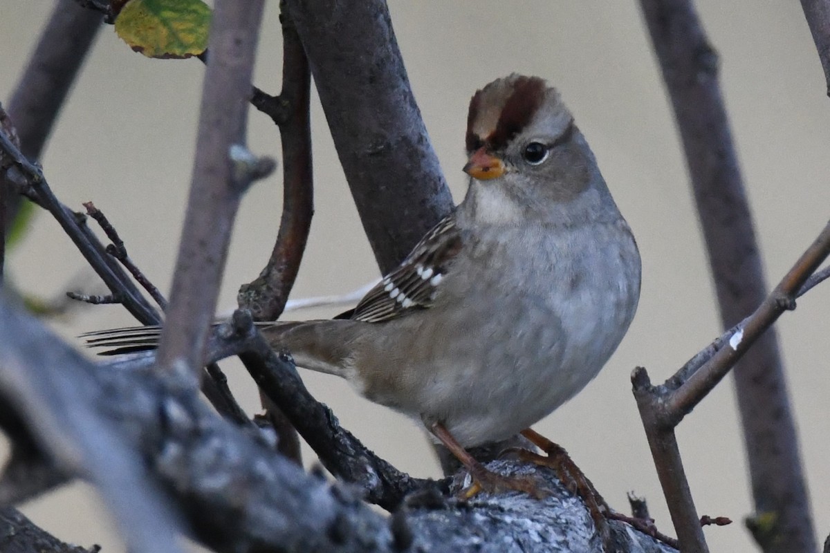 White-crowned Sparrow - ML608819289