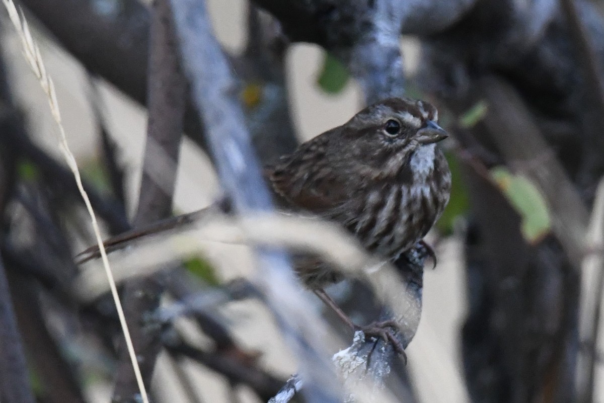 Song Sparrow - ML608819291