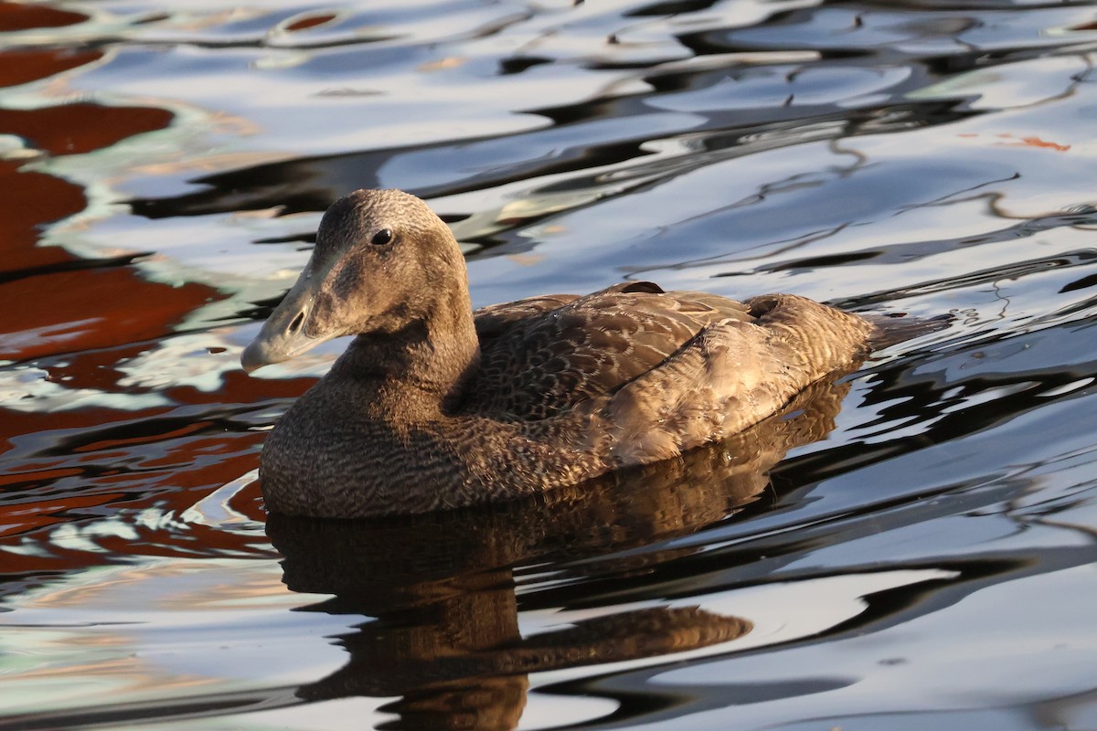 Common Eider - Eric Cameron