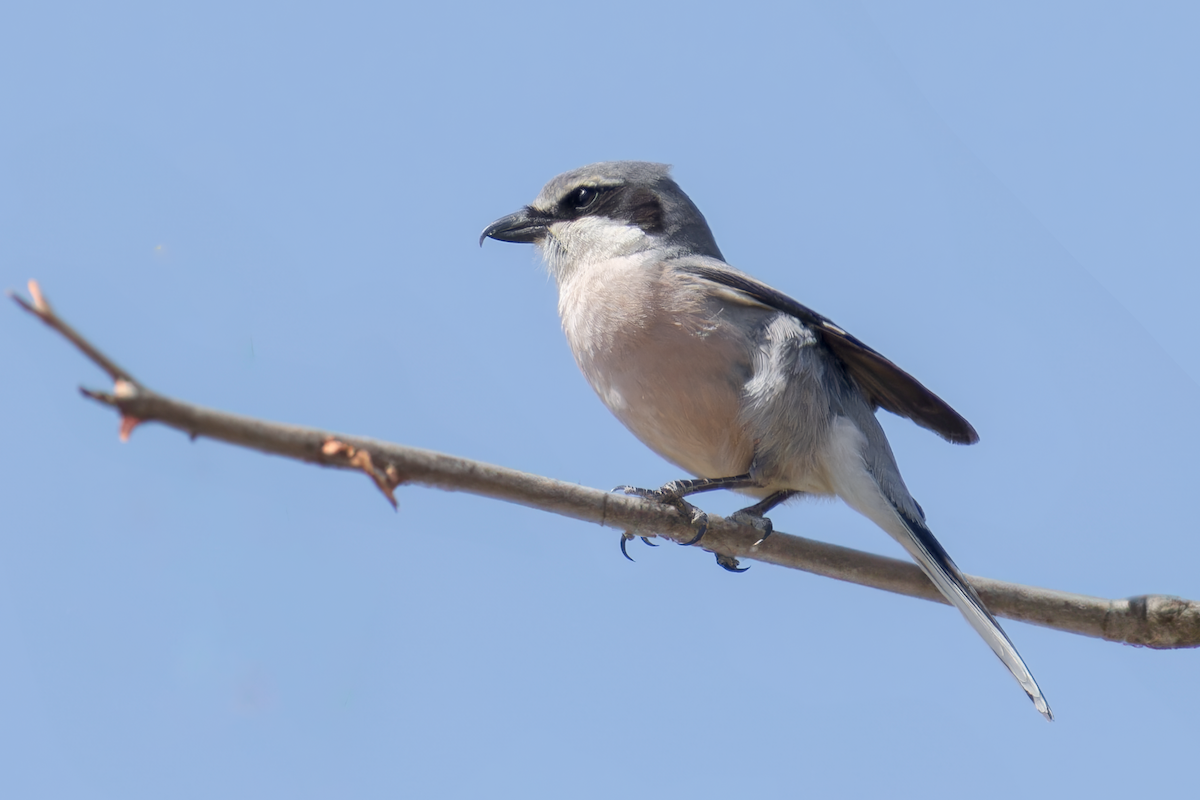 Iberian Gray Shrike - Mario Vigo