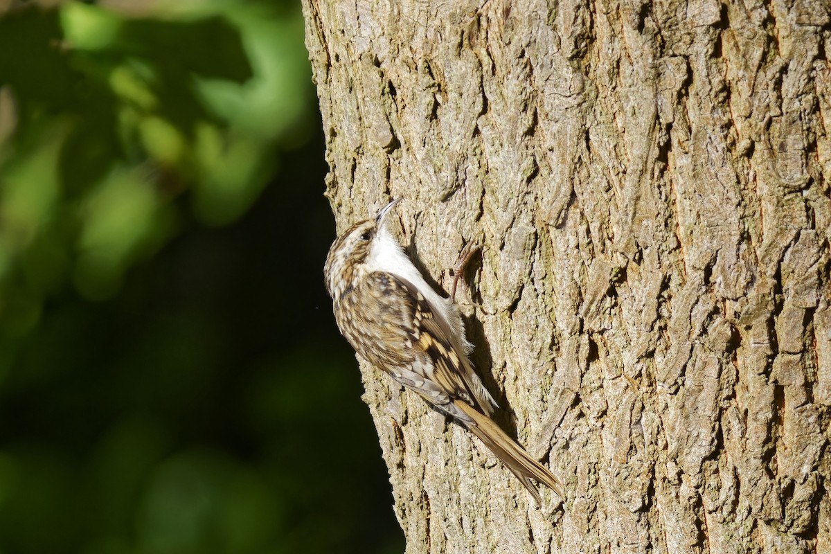 Eurasian Treecreeper - ML608819415