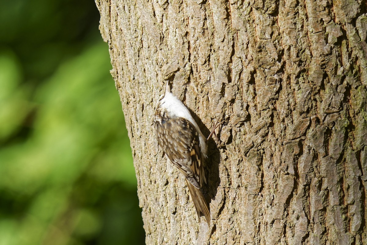 Eurasian Treecreeper - ML608819416