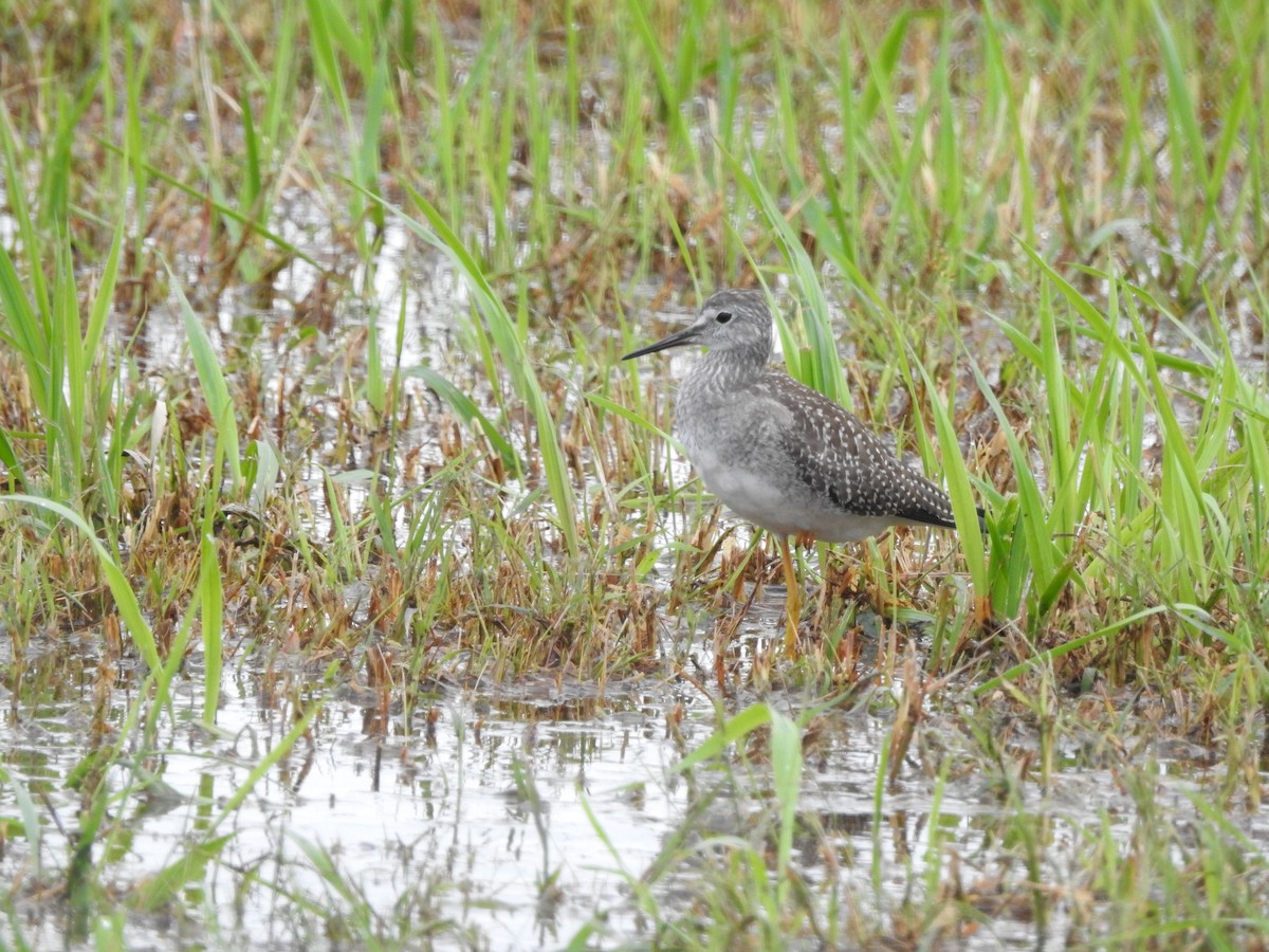 Lesser Yellowlegs - ML608819507