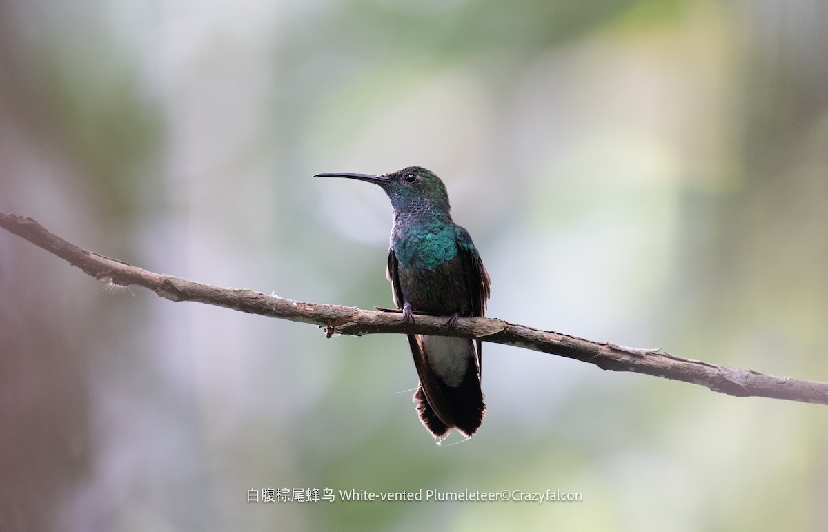 Blauschwanz-Buffonkolibri - ML608819519