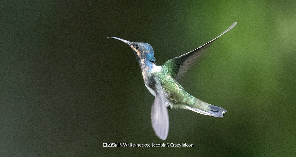 White-necked Jacobin - ML608819559