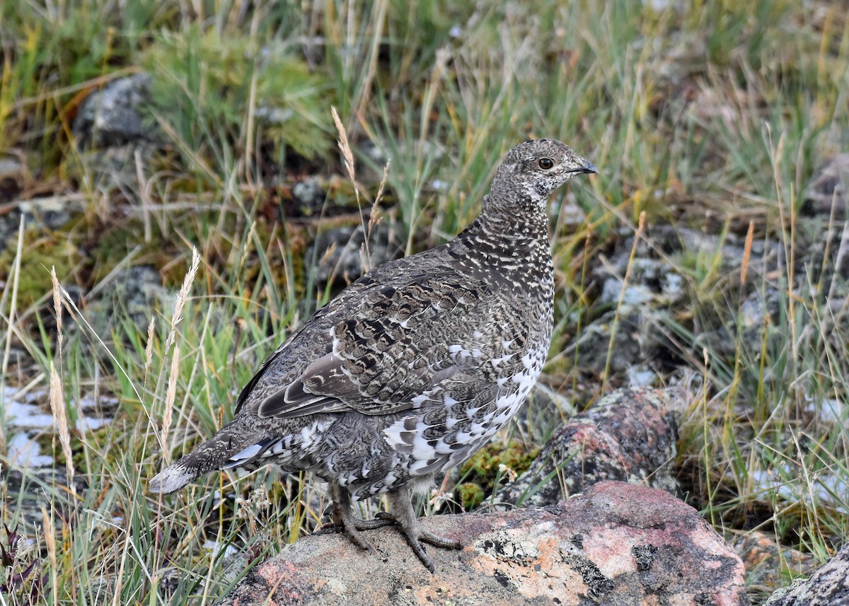 Dusky Grouse - ML608819747