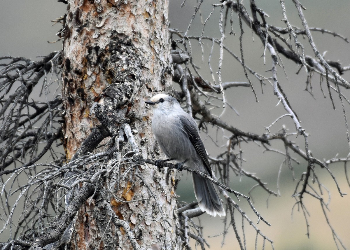 Canada Jay - ML608819749